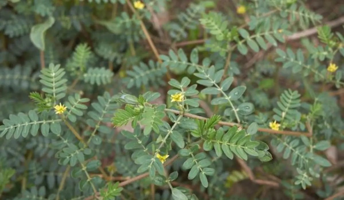 ✅ Benefits of Tribulus Terrestris - Shifahouse